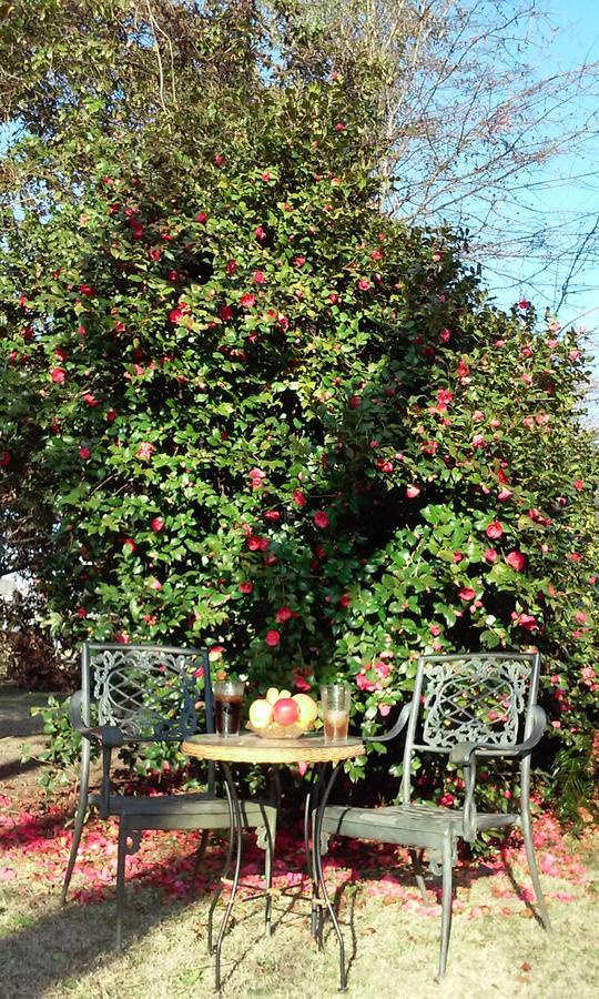 Fruits Of Vienna B&B المظهر الخارجي الصورة
